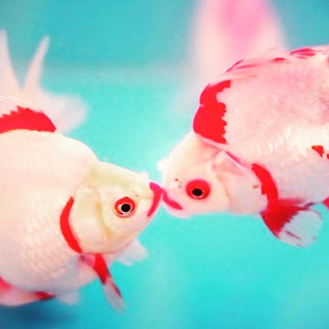 Heraklion – Market & Cretan Aquarium