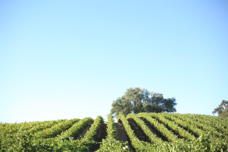 Heraklion Half Day Crete Culinary Escape: Small Group Olive Oil and Winery Tour with Lunch (770531)